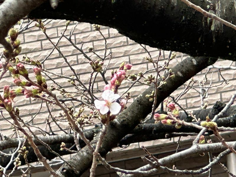 3月18日午前、福岡でサクラが開花した（福岡管区気象台の許可を得て、福山佳那さん撮影）