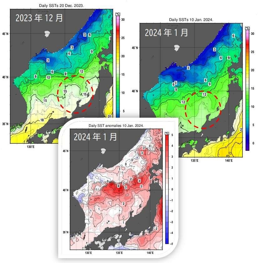 【日本海の海面水温】左上：2023年12月20日、右上：2024年1月10日、下：2024年1月10日平年値との差、気象庁ホームページより、日付は筆者が加えた