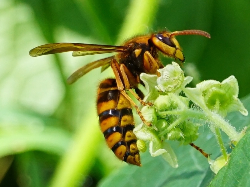 基本的に昆虫などを食べる肉食ですが、花の蜜も集めて巣に持ち帰ることもあるようです。