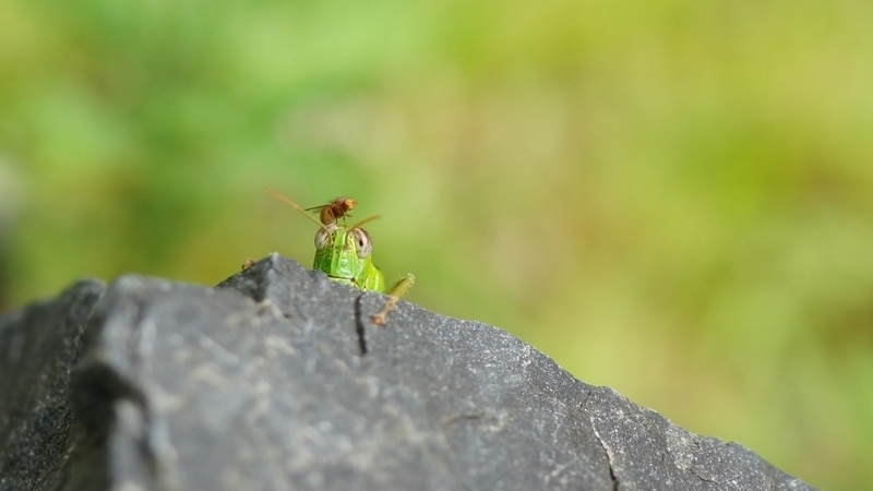 今日もどこかで起きている スズメバチ被害 山歩きで注意したい危険生物 昆虫編 加藤智二 個人 Yahoo ニュース