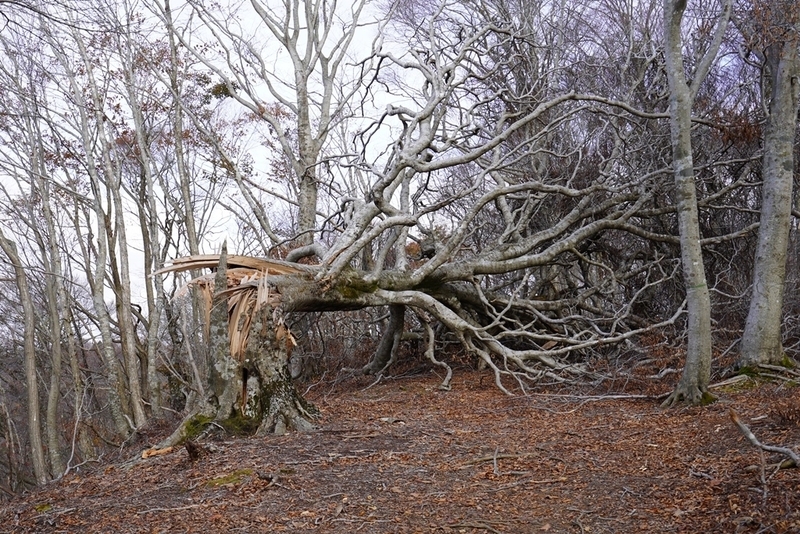 太い幹から折れたブナの大木