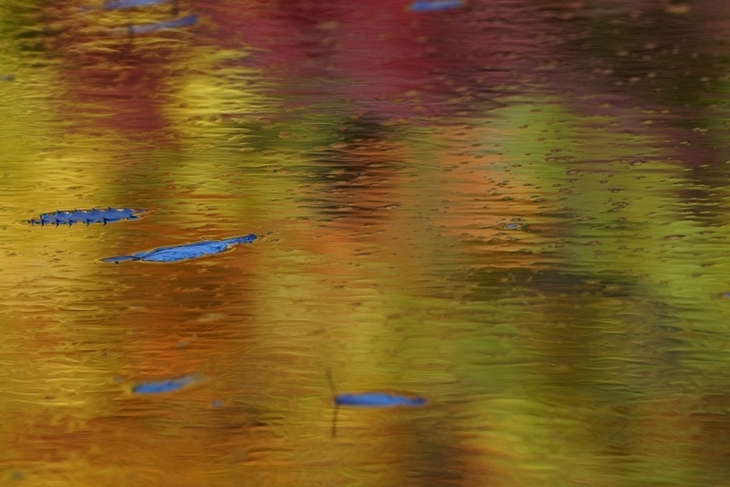 湖面のカンバスも見逃さない！　紅葉に浮かぶ水草