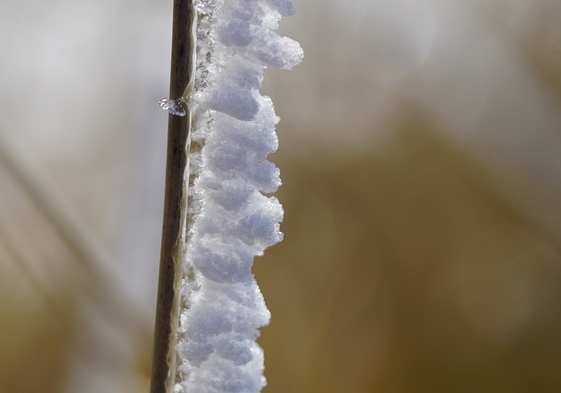 氷と霜のコラボレーション