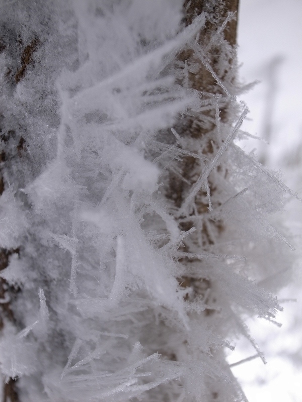 幹に針状の霜がビッシリと成長しています。