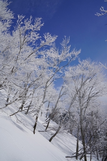 樹林帯にも雪は積もり、吹き溜まり雪が現れます。スキーやスノーボードの得意とする場面です。