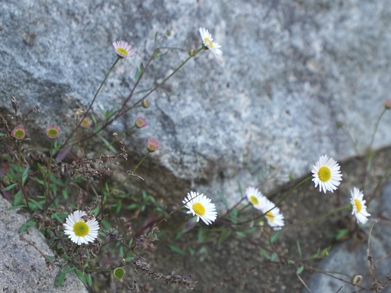 キク科　ペラペラヨメナ？　外来帰化植物と思われます。