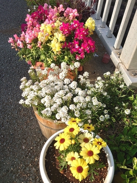忙しい日常で見逃していたご近所さんのお花たち
