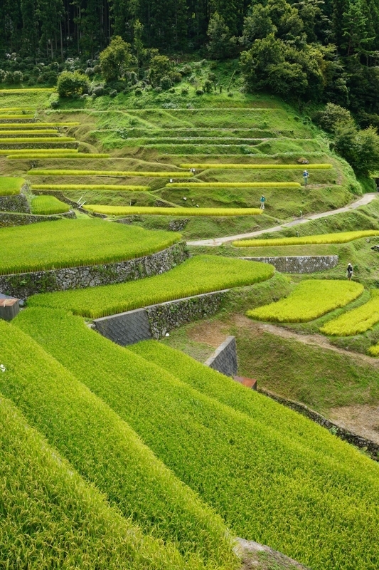 伝統的な山間地の棚田は日本の自然環境で生きていく人の知恵と努力の賜物だ