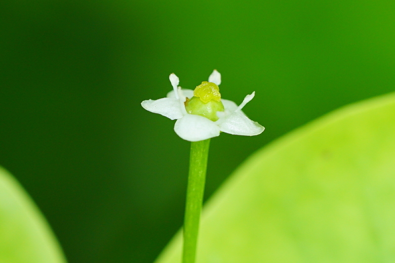 ソヨゴの花、常緑樹で小鳥には人気がない赤い実をつけます。