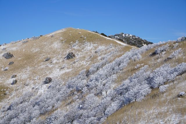 雪は九州にも降ります。冷たい季節風が流れ込むとき冬枯れの斜面に雪の華が満開となりました。