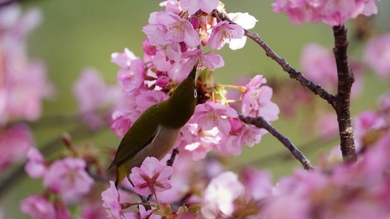 河津桜が咲く２月、春の恵みに忙しいメジロ。