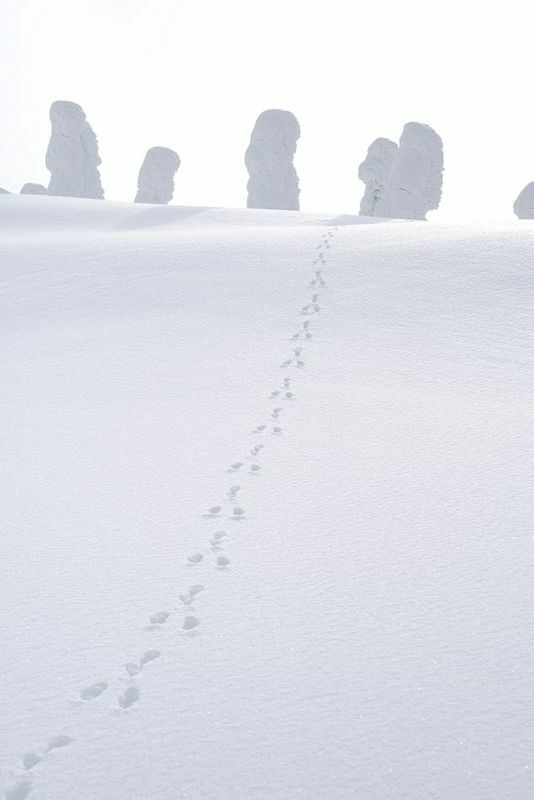 極寒の雪世界でも野生動物は活動します。ノウサギが手前にむかって駆け降りた足跡。