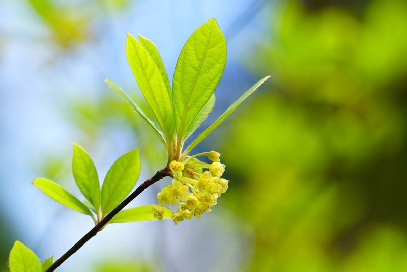 山のハーブの代表格、クロモジの香りは本当にリラックスさせてくれます。