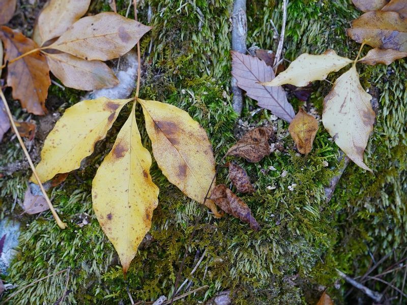 ウコギ科のタカノツメは落ち葉となると香ばしいほうじ茶のような香りを登山道に漂わせます。