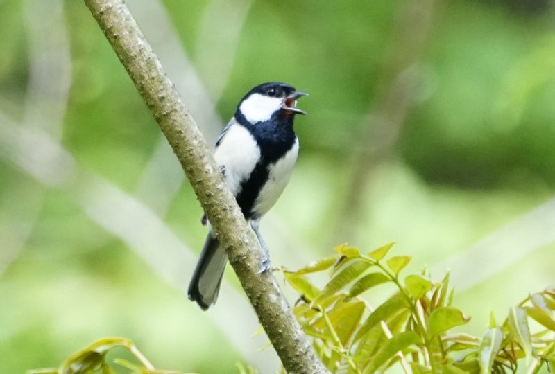 シジュウカラ。立ち止まり森と一体化してくると、梢を飛び交う小鳥たちが見えだしてきました。