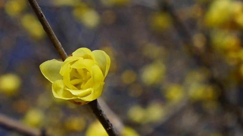 冬を越したロウバイは凍える北風が吹いても、花を咲かせ香りで春の訪れを告げます。