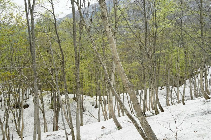 根開けが進み、ブナが芽吹き始める４月の岐阜の雪山