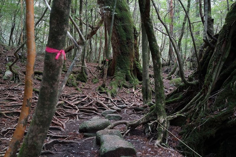 人が歩いた様々な痕跡が入り乱れる低山もある