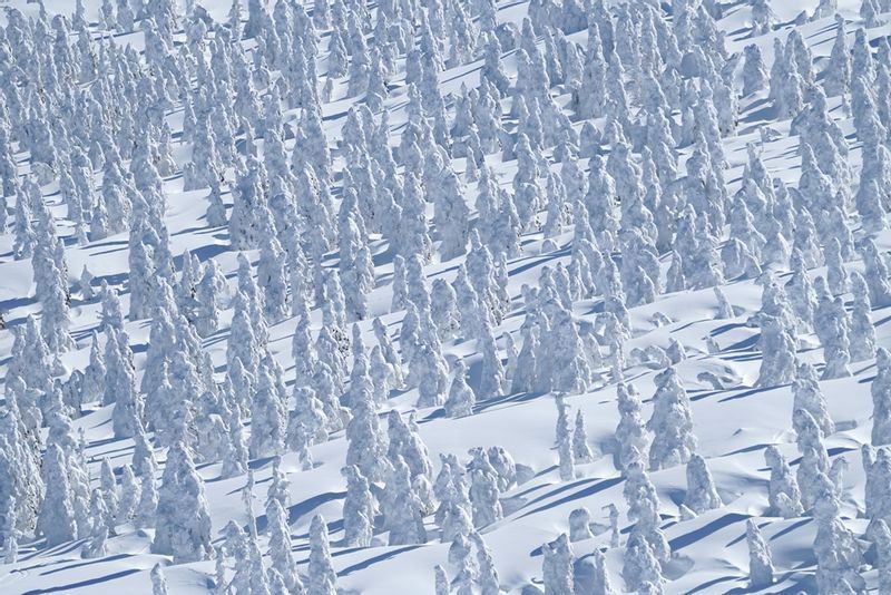 森吉山の樹氷　冬の湿った冷たい空気は積雪だけでなく霧氷をもたらす　※写真はすべて筆者が撮影　