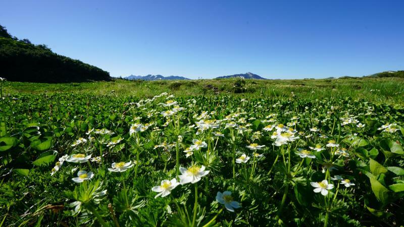 北アルプス薬師岳　雲上のハクサンイチゲのお花畑　※写真はすべて筆者が撮影　
