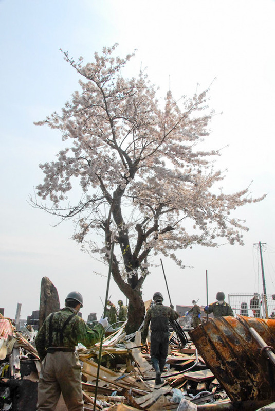 門小の桜周辺で遺体捜索する自衛隊員（2011年4月26日）