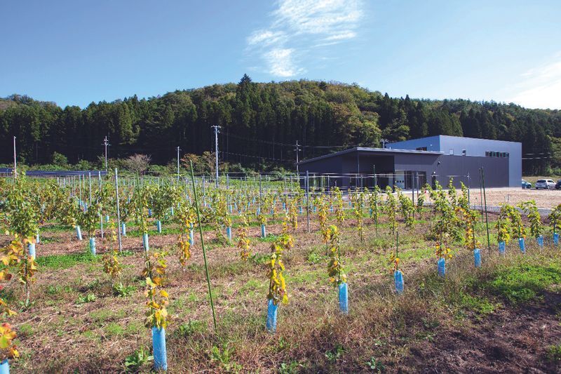 2015年には醸造所が完成（写真：池上勇人）