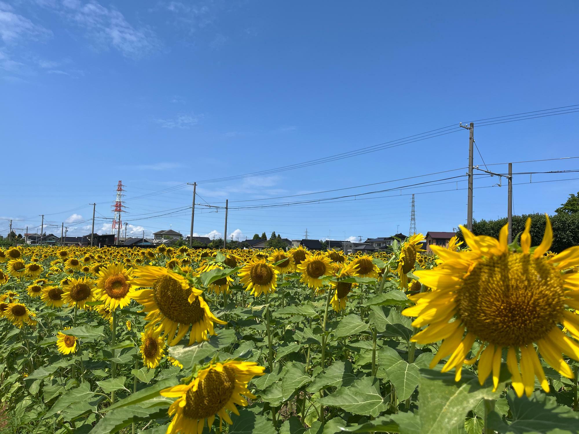 村の新たな観光資源になるべく、富山地方鉄道の線路脇という立地を活かした