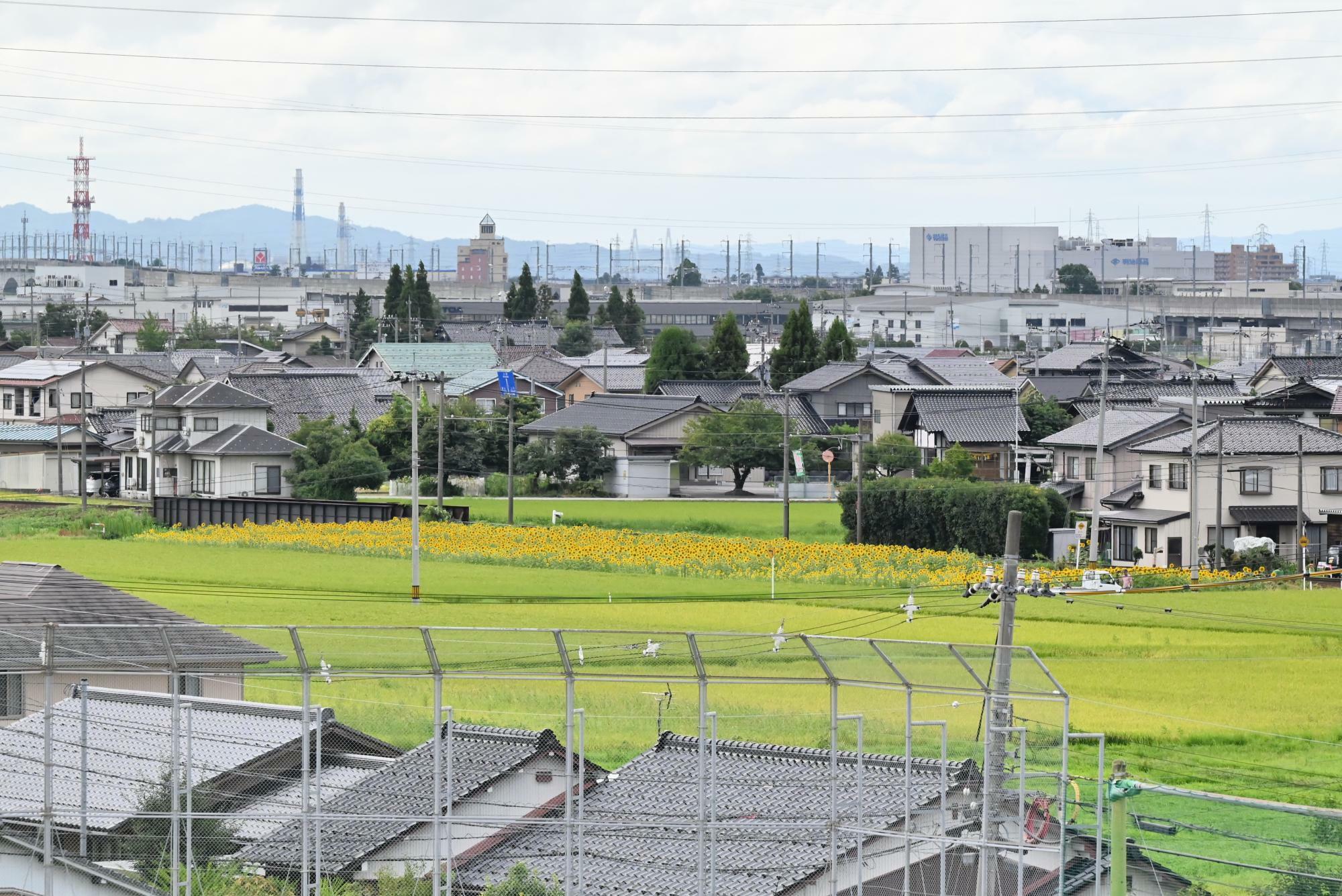 舟橋村役場から見たヒマワリ畑外観。来年以降、用地確保次第面積を広げていく方針だ。後ろには北陸新幹線も走っている