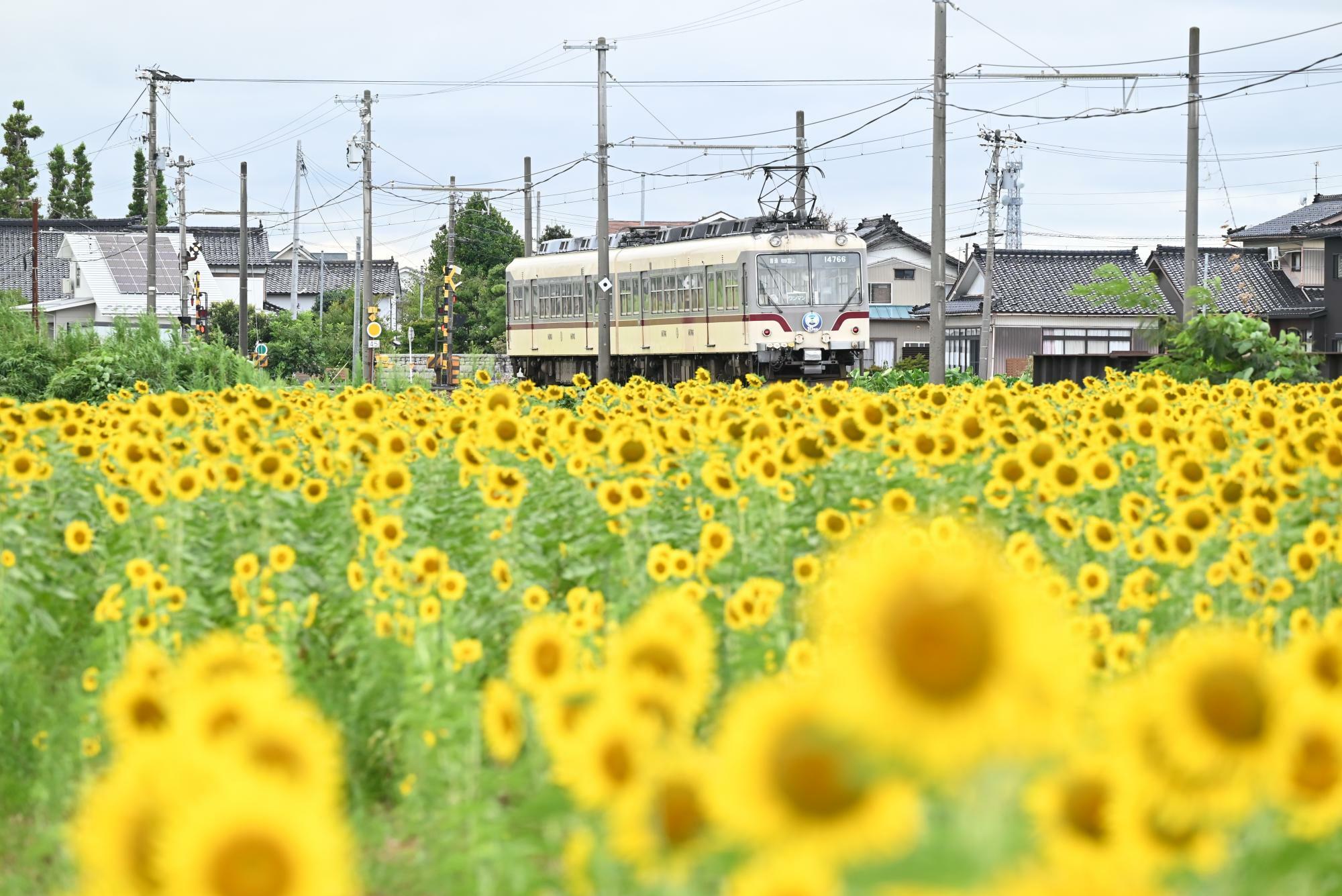 ヒマワリ畑を走る富山地方鉄道のモハ14760形