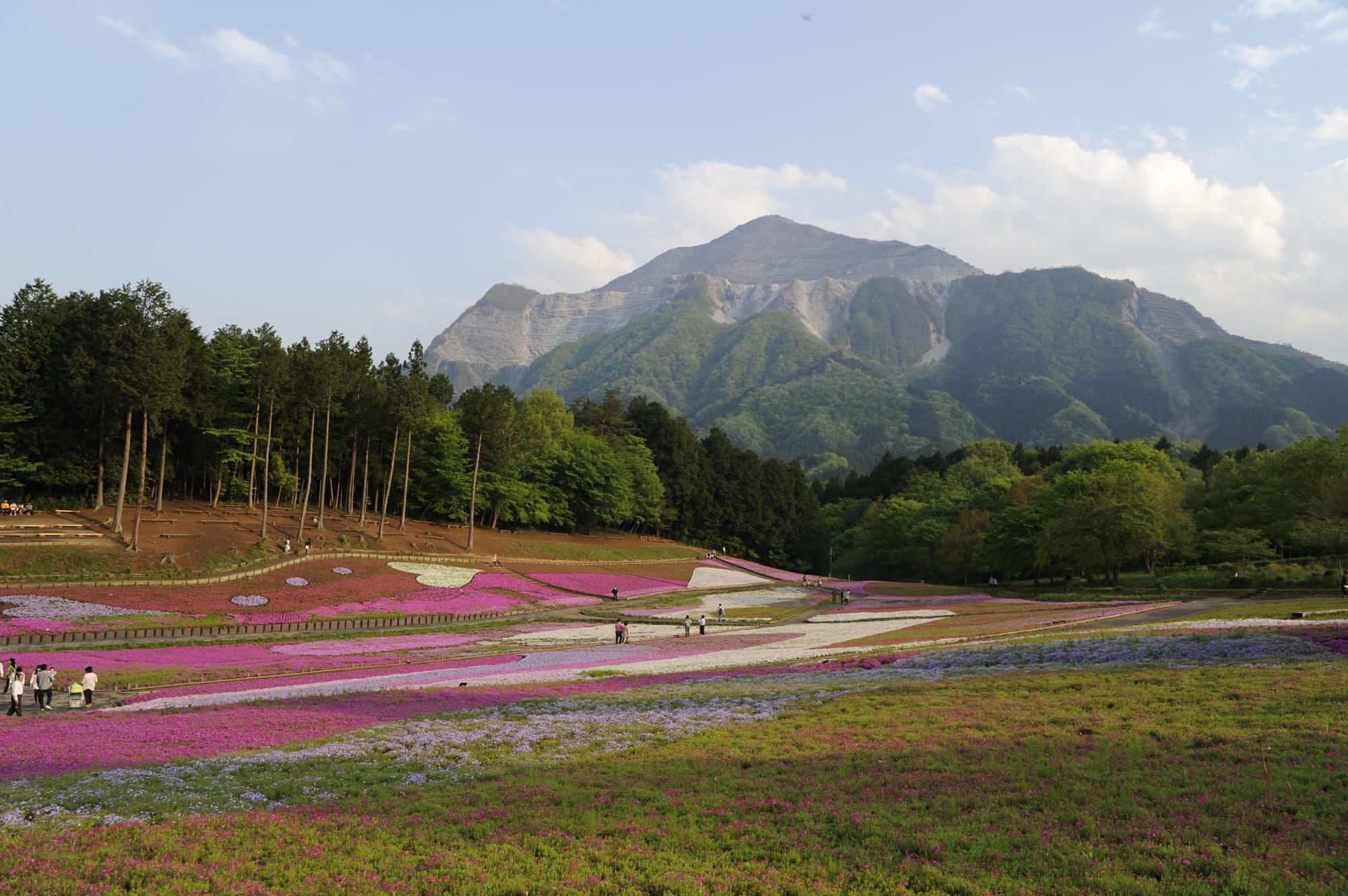 埼玉県秩父市の羊山公園にある「芝桜の丘」から見る武甲山。石灰岩の採掘が盛んに行われている山肌が特徴だ（筆者撮影）