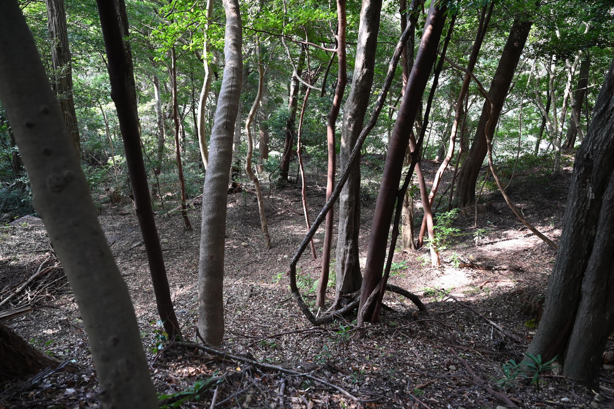 禁足地には戦国時代以前の、山城時代の土塁などの人工的な構造も残っている