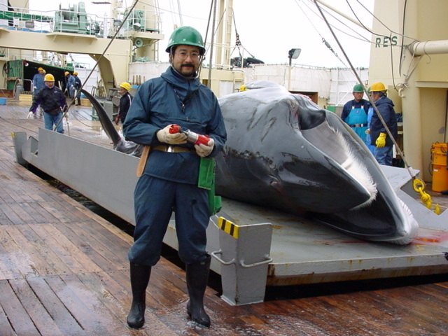 調査捕鯨中の石川創先生（写真：石川創先生提供）