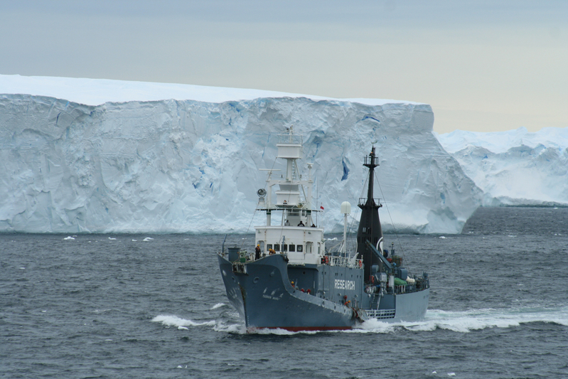 南極海で鯨類捕獲調査（写真：日本鯨類研究所）