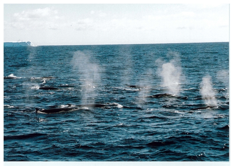 クロミンク鯨の群れ（写真：日本鯨類研究所）