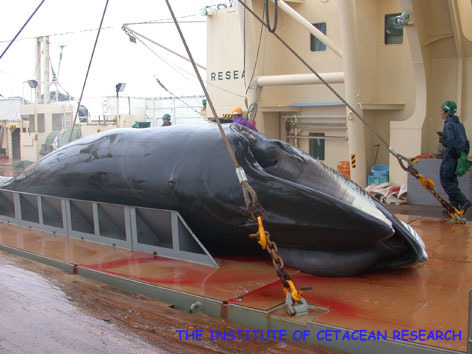 国際司法裁判所で争われた南極海での調査捕鯨の是非＝（財）日本鯨類研究所提供