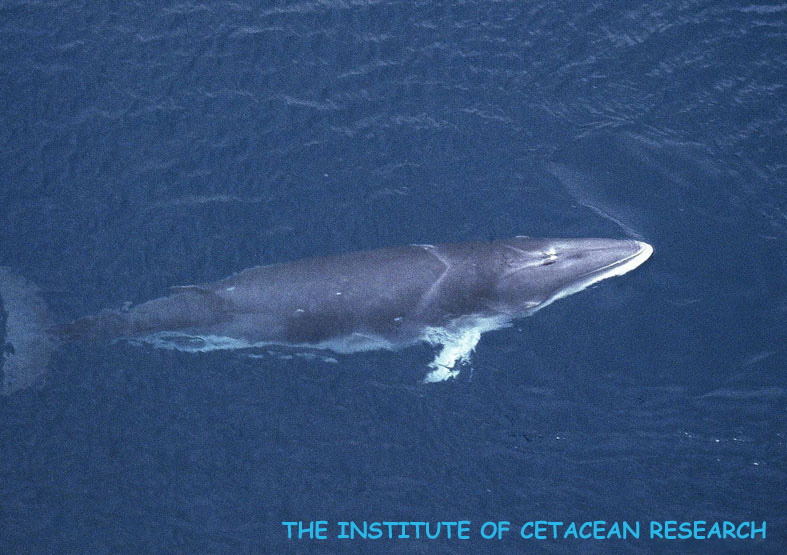 遊泳するクロミンククジラ＝（財）日本鯨類研究所提供
