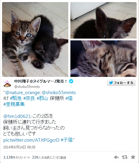中川翔子さん 捨て猫を 保健所に連れて行くなっ 騒動が物語る日本の寒さ 木村正人 個人 Yahoo ニュース