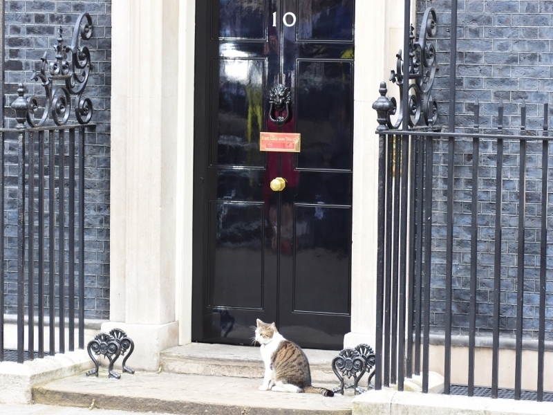 英首相官邸の飼い猫ラリー（昨年6月、筆者撮影）