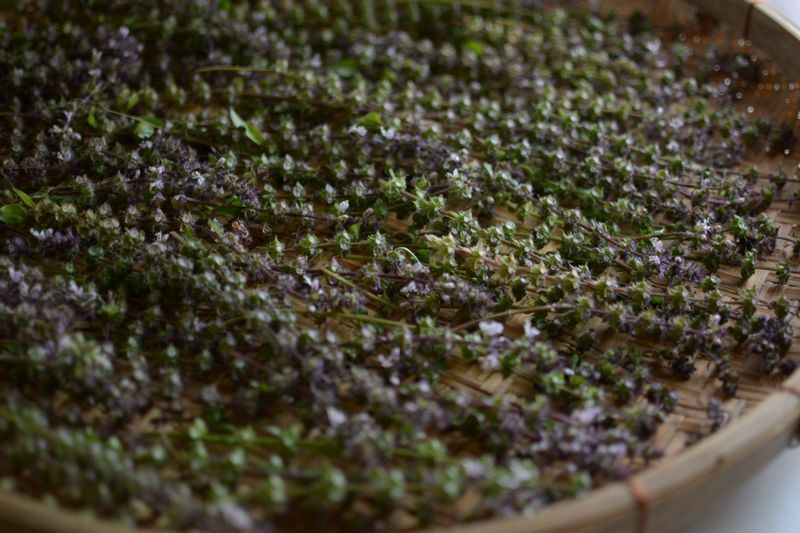 天草諸島の霊山「倉岳」のふもとで栽培されるホーリーバジル。生産者とは移住直後から、家族ぐるみのつきあいを続けているそう（写真：木下真弓）