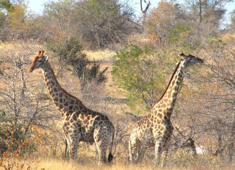 分担して周囲を見渡すキリン（南アフリカ・クルーガー国立公園）　筆者撮影