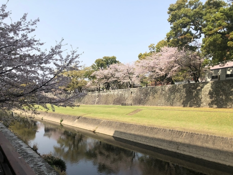少しづつ修復が進む熊本城では桜が満開だった。