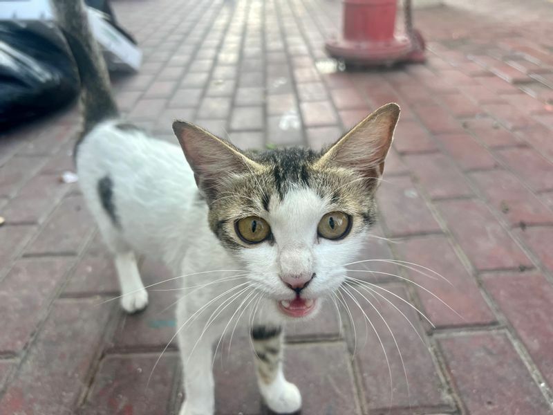 町中にはたくさん猫がいた。ブラジル代表の会見場にも紛れ込んだが、その時の広報の対応が雑だったことで、敗退後に「猫の祟り」と噂された。でも猫は無事だし、そんなはずはない。狂騒曲は流れ続けた。