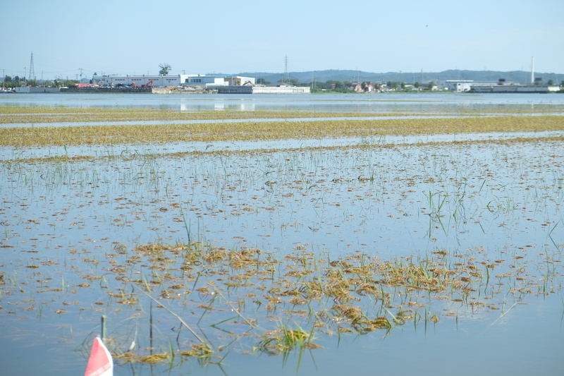 2015年9月11日　渋井川近くの水田では稲が水没（著者撮影）