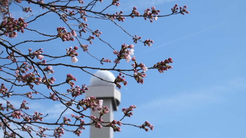 開花が発表された仙台管区気象台のソメイヨシノ（きょう午前　著者撮影）