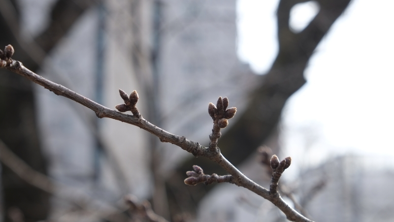 ソメイヨシノの花芽（2月20日　著者撮影）