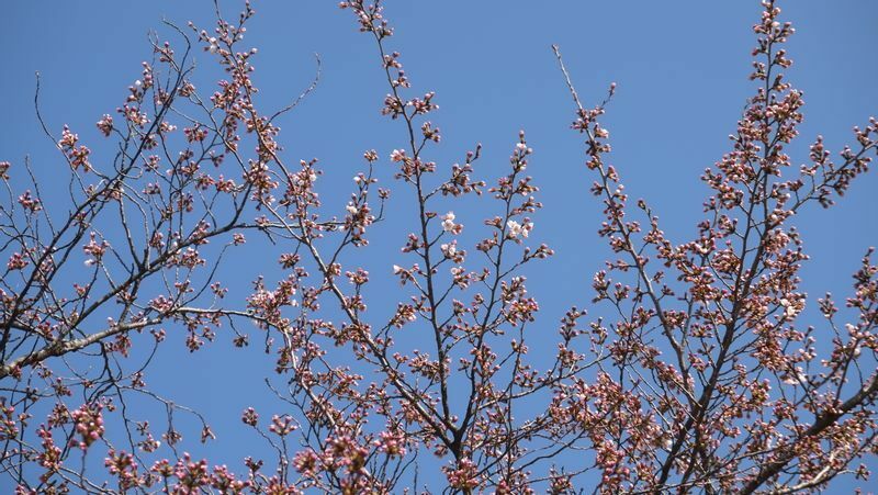3月29日時点のソメイヨシノ標本木（著者撮影）