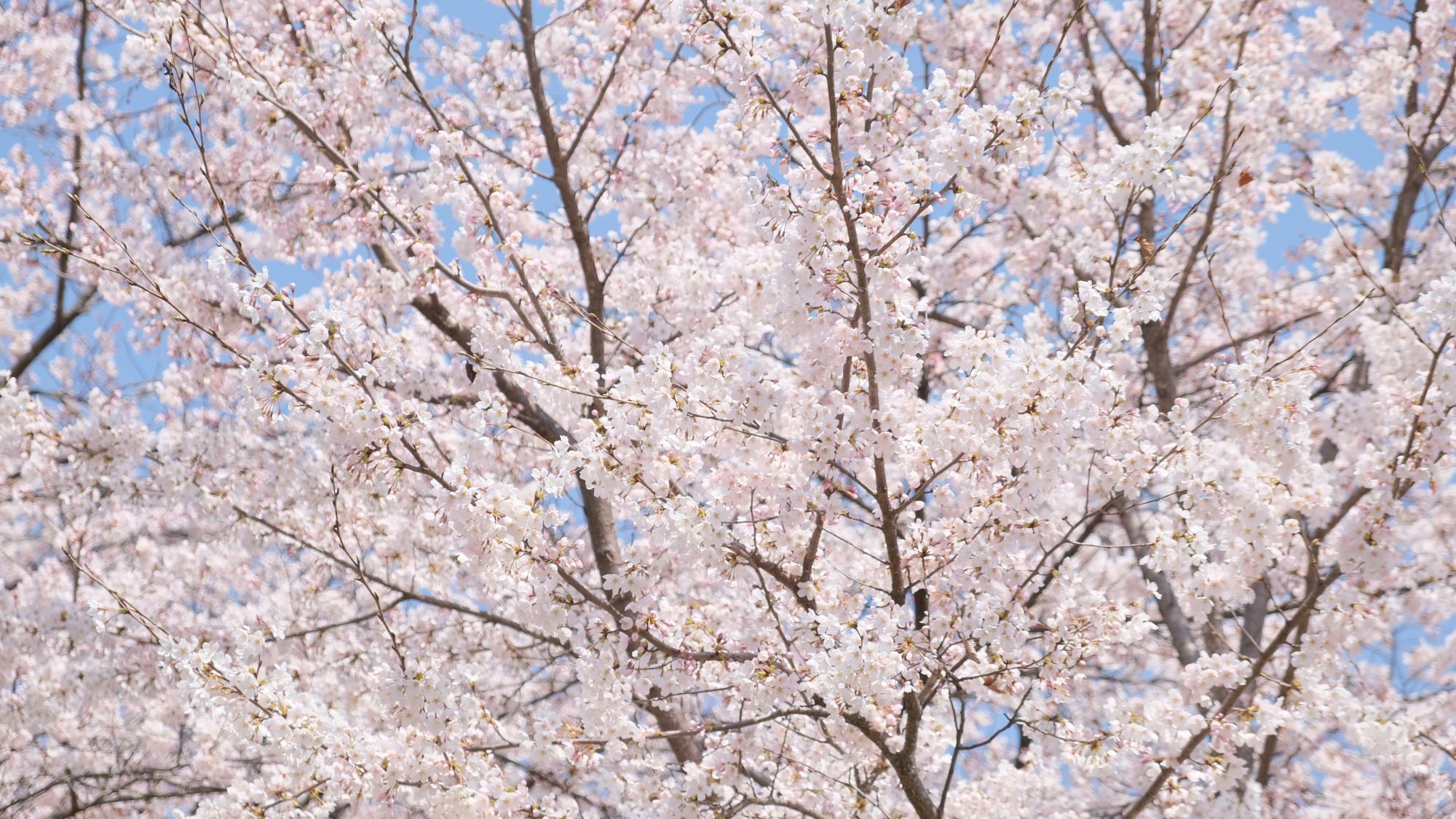 2023年3月31日の仙台管区気象台のソメイヨシノ　過去最も早く開花・満開に(筆者撮影)