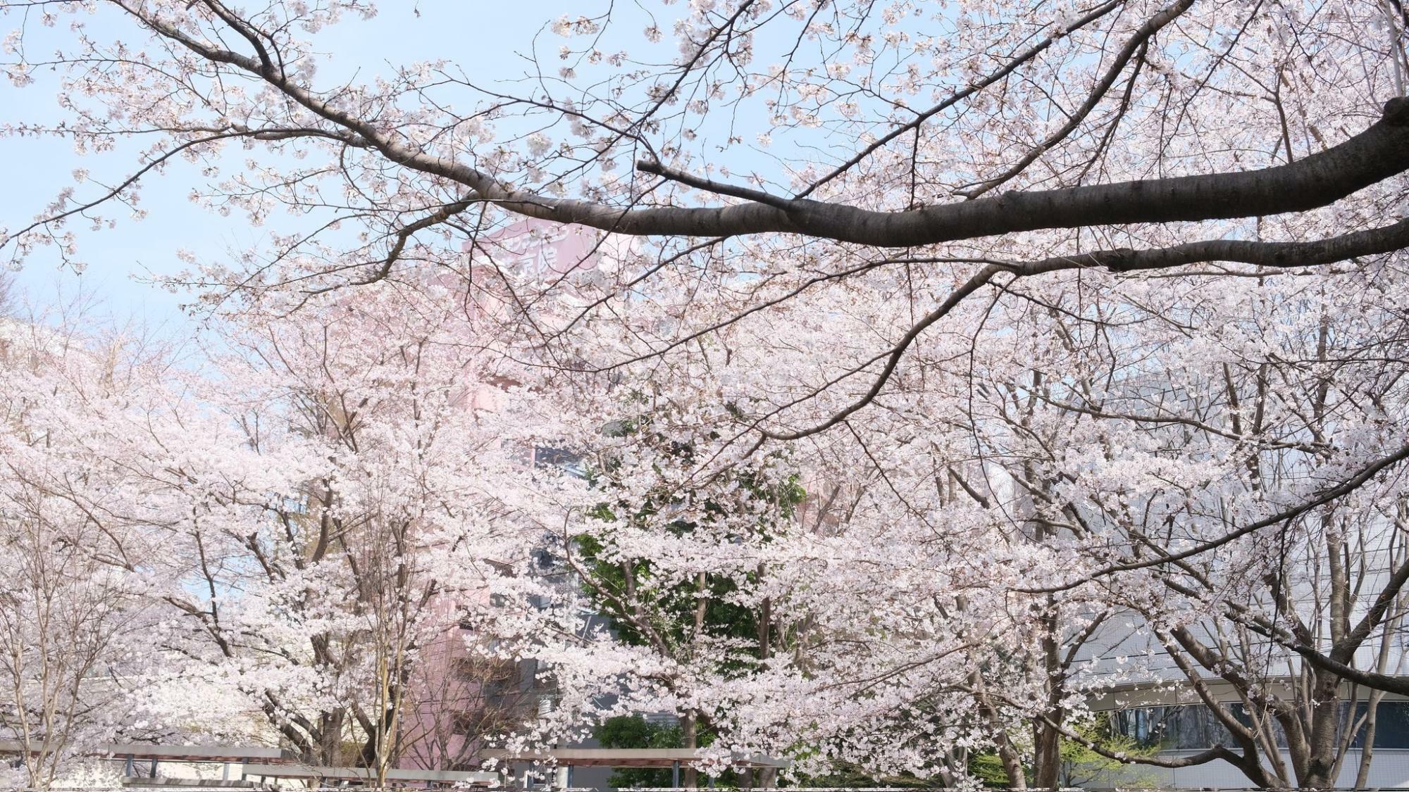 7日(日)仙台市青葉区花京院のソメイヨシノ　気象台の標本木に先んじて満開になっていた(筆者撮影)