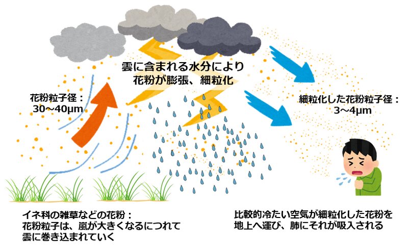 図3. 雷雨喘息のメカニズム（筆者作成）