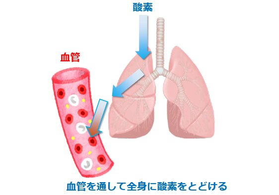 図1. 呼吸と酸素の運搬（ジャパクリップ、看護roo!より使用）